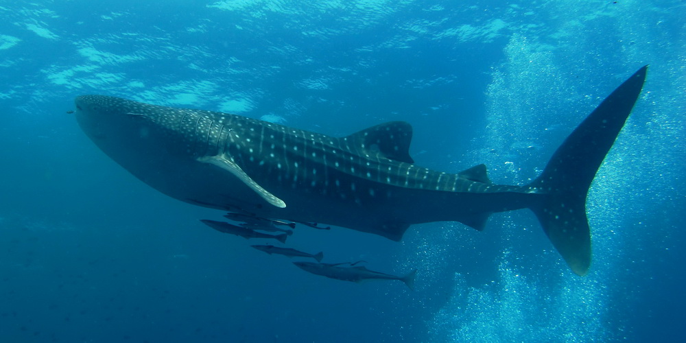 Tiburon ballena avistamiento